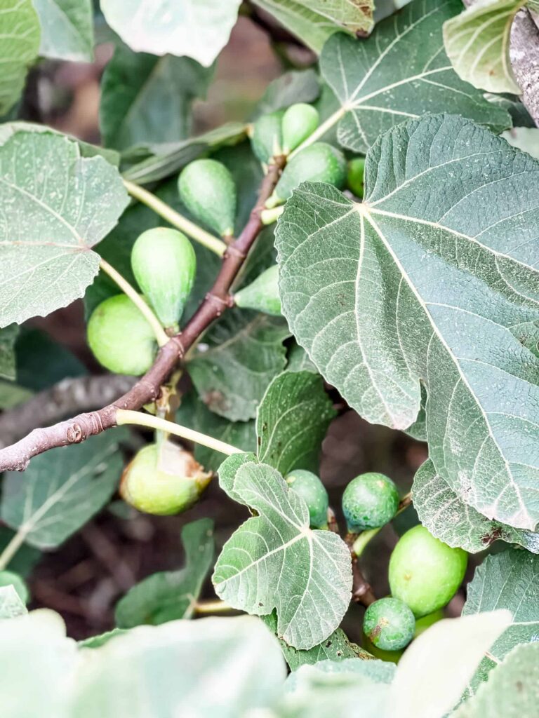 Figs in Portugal hanging on tree.