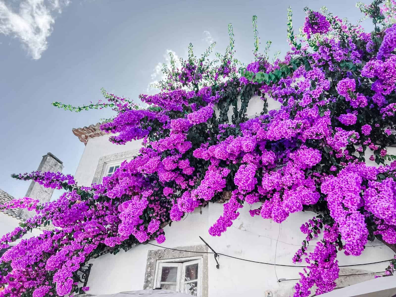 Purple flowers along a wall make Óbidos worth visiting