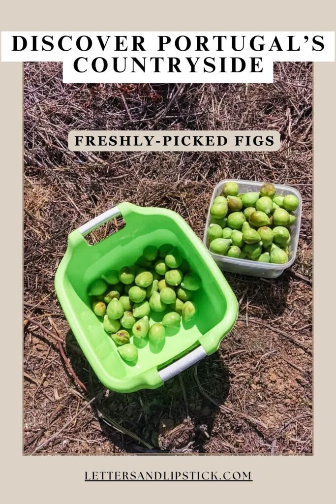 freshly-picked figs in portugal