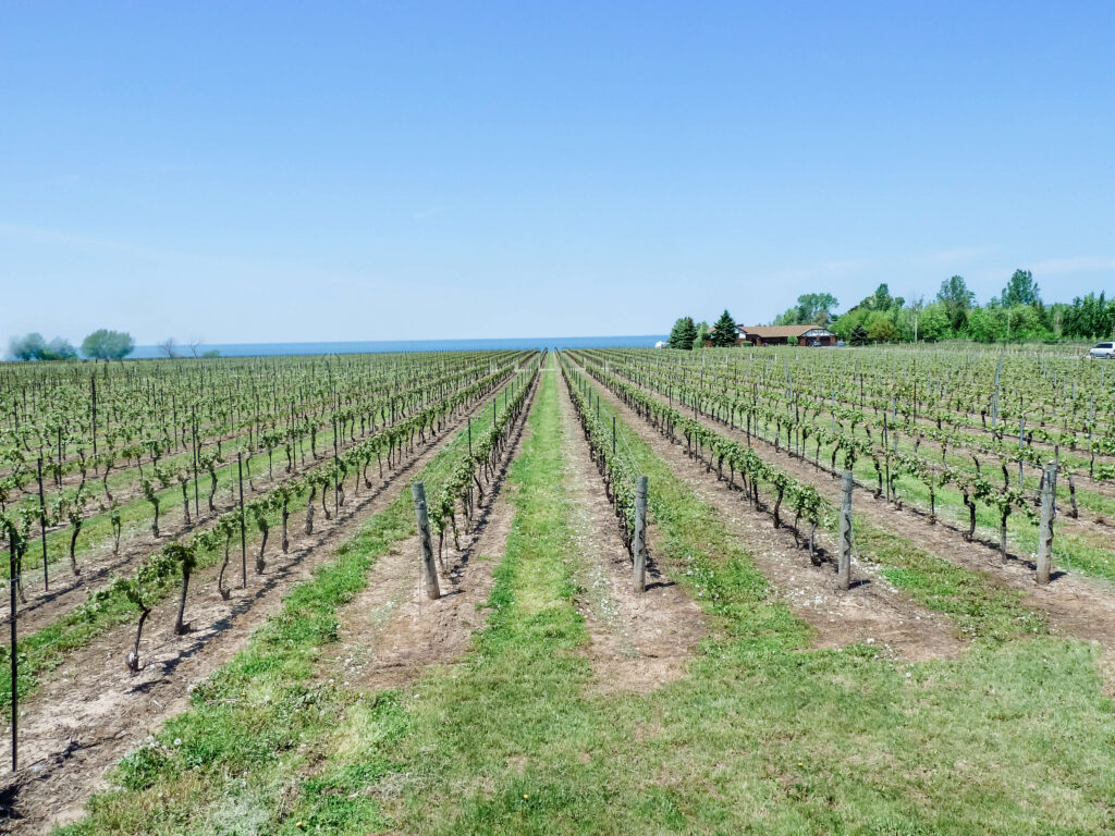 Niagara on the Lake Vineyards