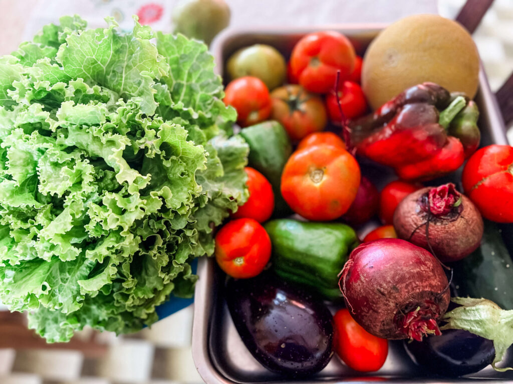 Fresh vegetables from our neighbours garden