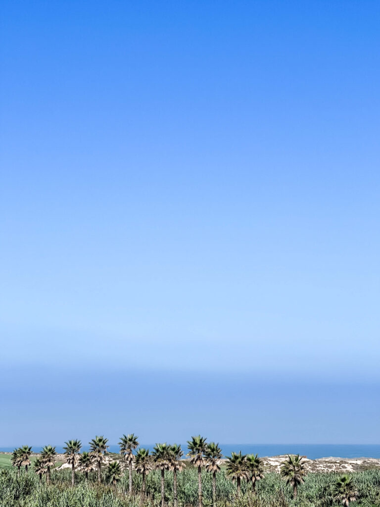 Palm trees by the beach