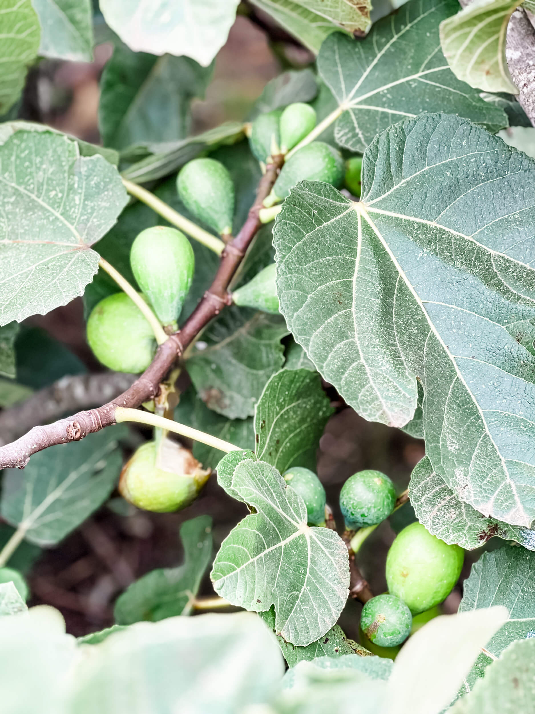 figs on trees in portuguese countryside