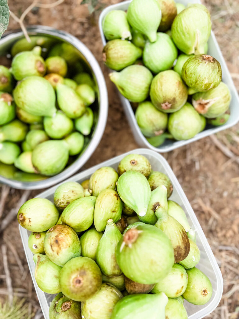 freshly picked figs in portugal