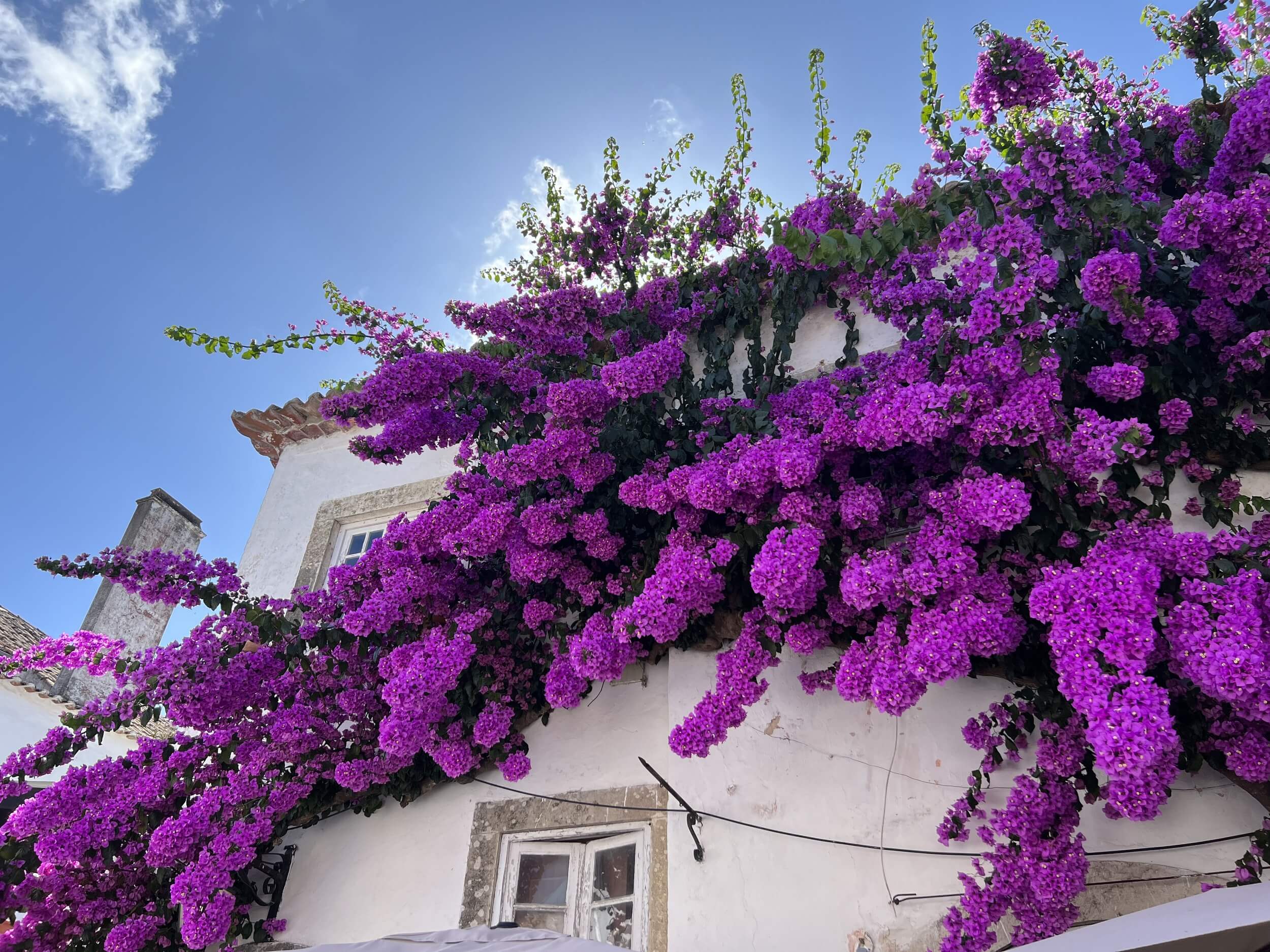 Purple flowers climbing the wall in Obidos, Portugal.