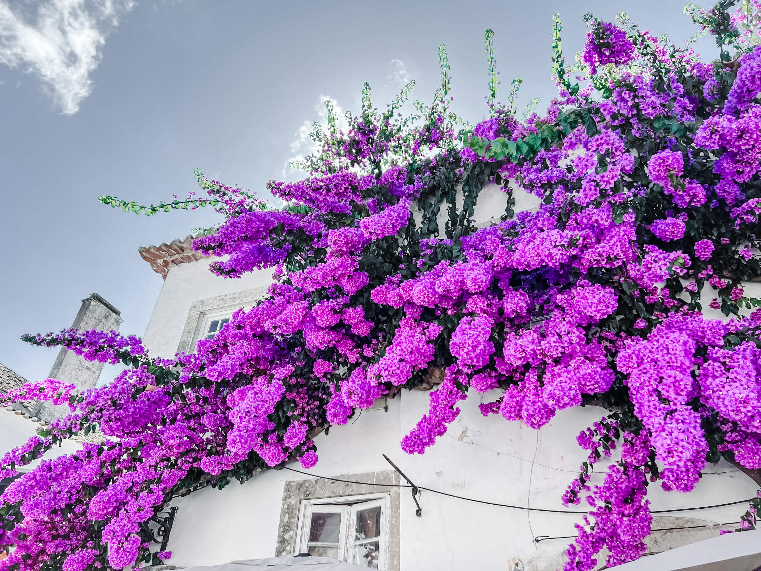 Purple flowers along a wall in Obidos Portugal
