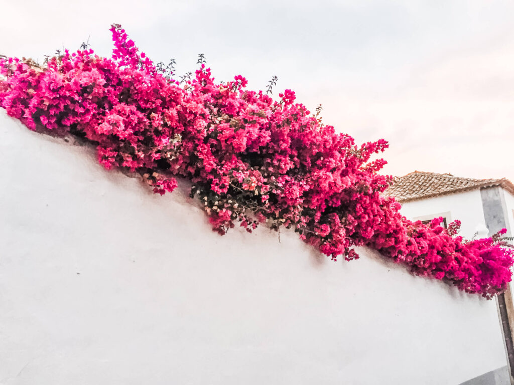 pink flowers along a white wall in obidos