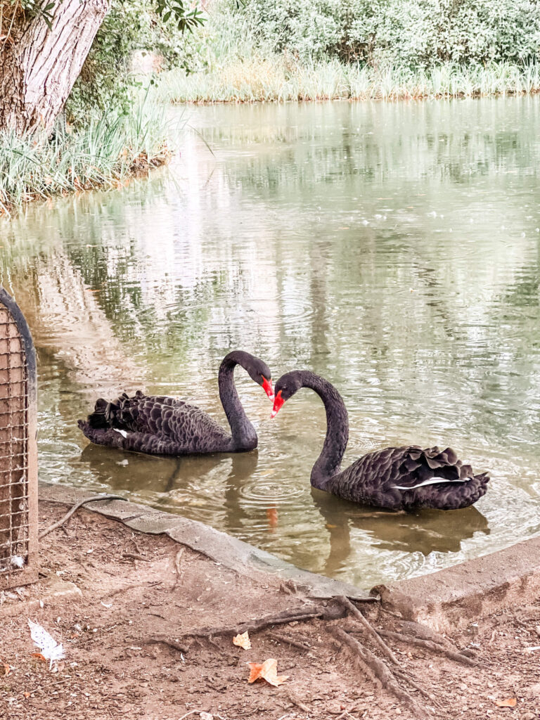 black swans in the caldas da rainha park